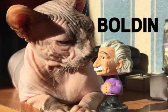 Boldin Font for Modern Editorial Design